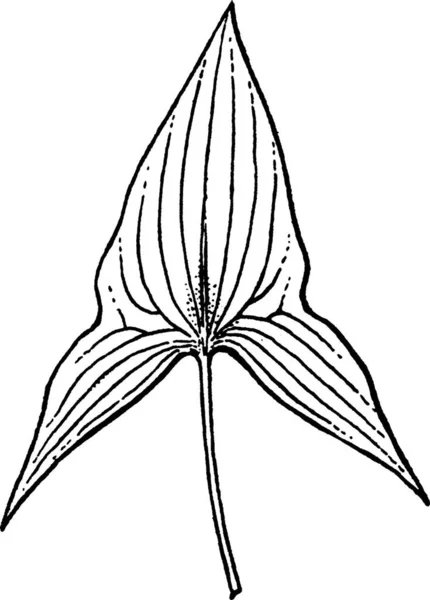 Alismaceae Ilustração Vetorial Vintage Preto Branco — Vetor de Stock