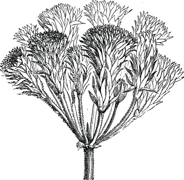Abnormal Proliferous Inflorescence Pelargonium Zonale Vintage — Stock vektor