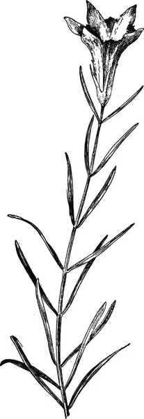Enzian Schwarz Weiß Vektor Illustration — Stockvektor