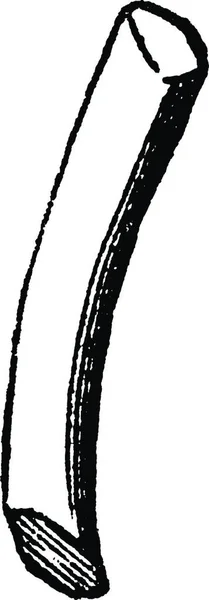 Anceps Illustration Vectorielle Simple Gravée — Image vectorielle
