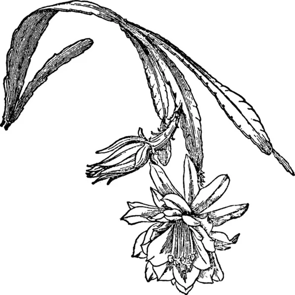 Креативна Графічна Ілюстрація Рослини Кактусів — стоковий вектор