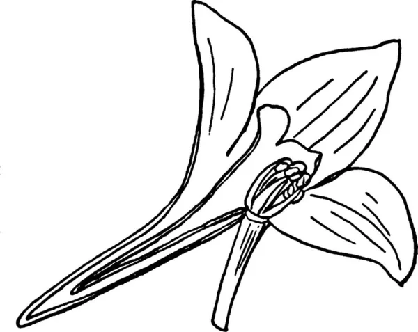 Larkspur Illustration Vectorielle Simple Gravée — Image vectorielle