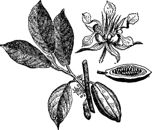 Cacao Ilustración Vectorial Simple Grabada — Archivo Imágenes Vectoriales