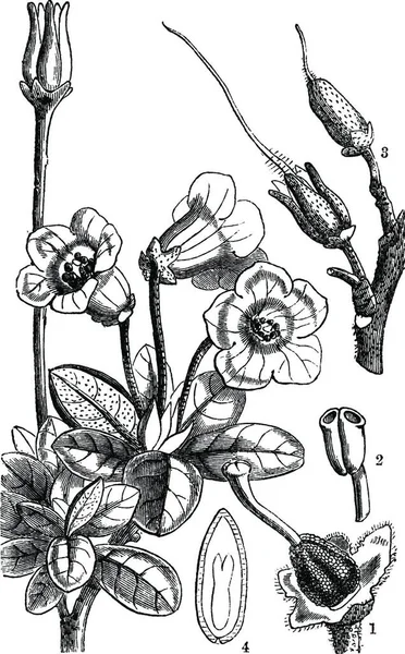 Rhododendron Graverad Enkel Vektor Illustration — Stock vektor