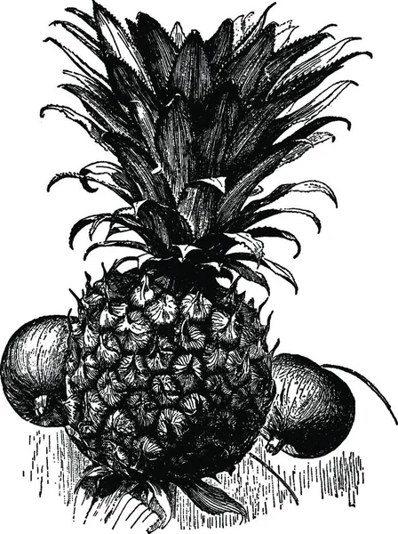 Ananas Graverad Enkel Vektor Illustration — Stock vektor