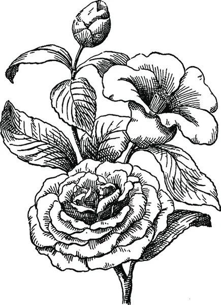 Camellias Gravada Ilustração Vetorial Simples — Vetor de Stock