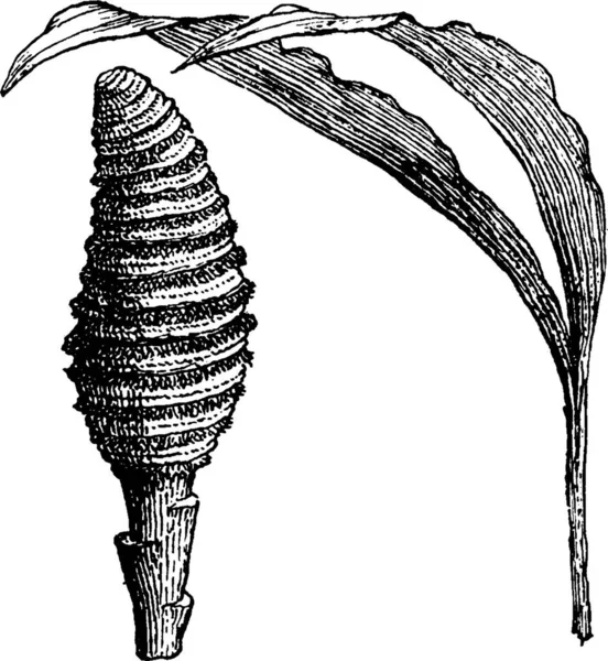 Cyclanthus 雕刻的简单矢量插图 — 图库矢量图片