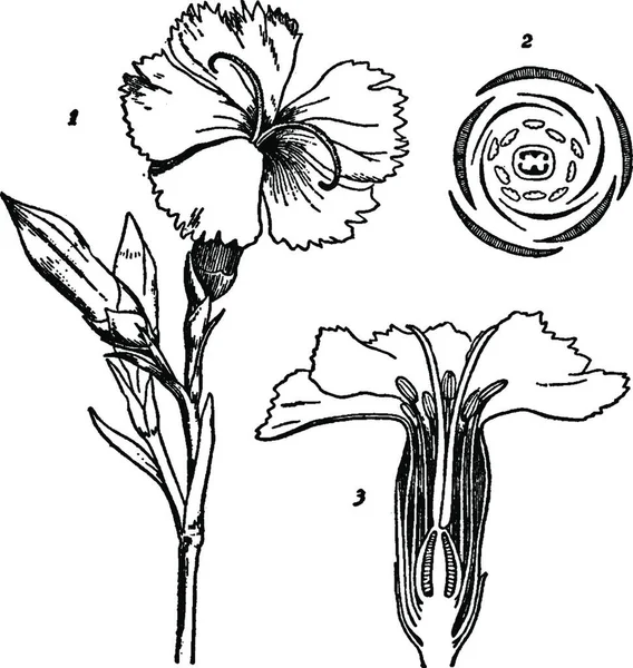 Dianthus Ilustración Vectorial Simple Grabada — Archivo Imágenes Vectoriales