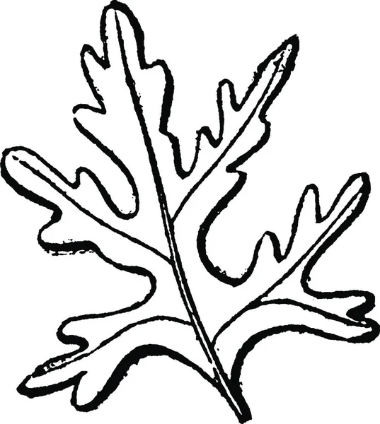 Bipinnatifid Engraved Simple Vector Illustration — Stock Vector