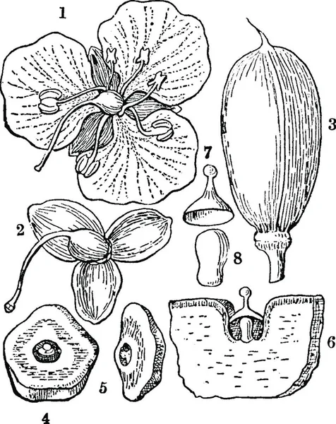 Spiderwort Ilustración Vectorial Simple Grabada — Archivo Imágenes Vectoriales