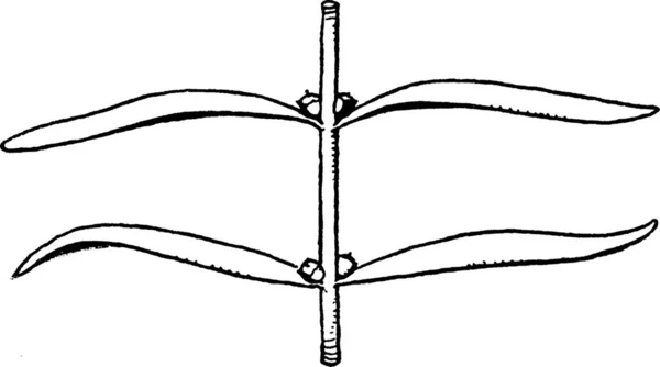 Didiplis Гравированная Простая Векторная Иллюстрация — стоковый вектор