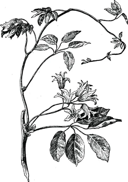 Stauntonia Hexaphylla Vinobraní Ilustrace — Stockový vektor