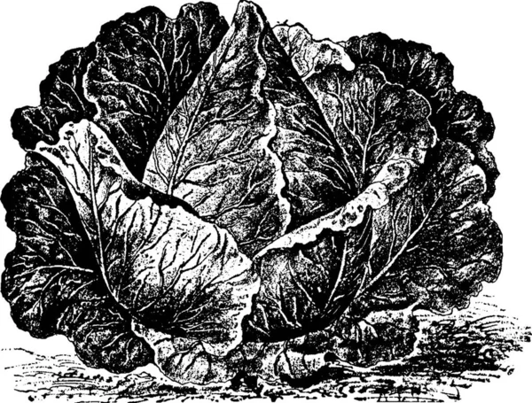 Charleston Wakefield Cabbage Vintage Illustration — Stock Vector