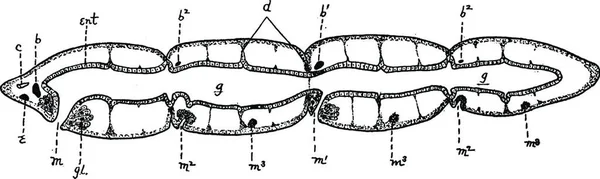 Microstomía Ilustración Vectorial Simple Grabada — Archivo Imágenes Vectoriales