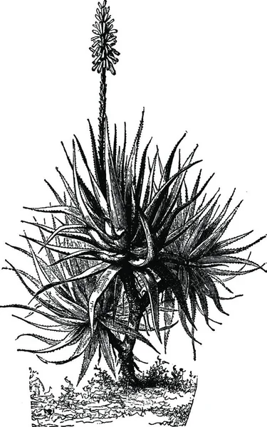 Aloe Ilustración Vectorial Simple Grabada — Archivo Imágenes Vectoriales
