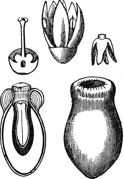 Struthanthus Illustration Vectorielle Simple Gravée — Image vectorielle