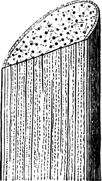 Кукурузный Стебель Гравированная Простая Векторная Иллюстрация — стоковый вектор