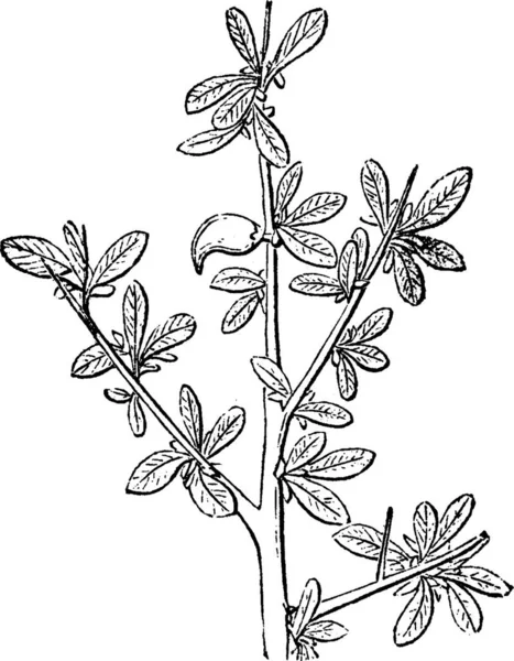 Myrrh Engraved Simple Vector Illustration — Stock Vector
