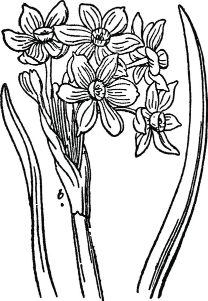 Нарцисс Гравированная Простая Векторная Иллюстрация — стоковый вектор