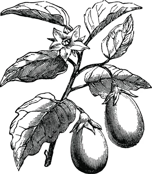 Eggplants Engraved Simple Vector Illustration — Stock Vector