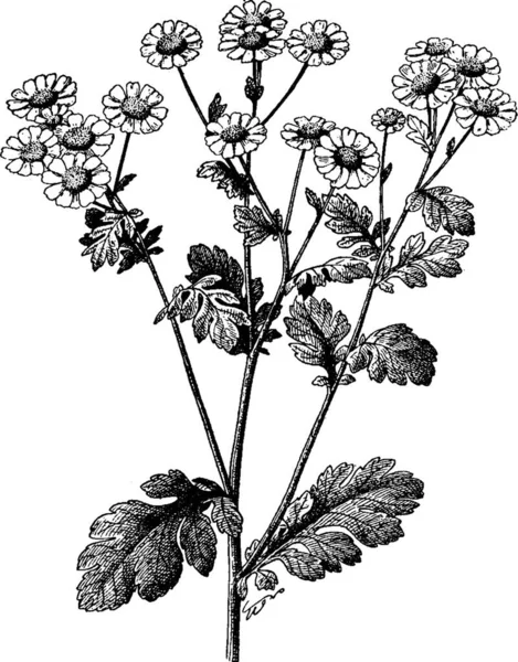 Fièvre Chrysanthème Parthénium Marguerite Famille Astéracées — Image vectorielle