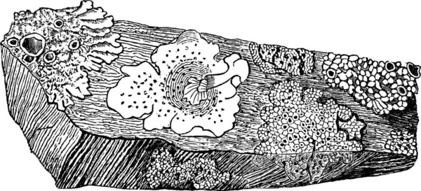 Lichens Χαραγμένη Απλή Διανυσματική Απεικόνιση — Διανυσματικό Αρχείο