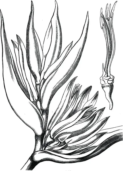 Heliconia Illustration Vectorielle Simple Gravée — Image vectorielle
