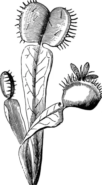Dionaea 雕刻的简单矢量图解 — 图库矢量图片