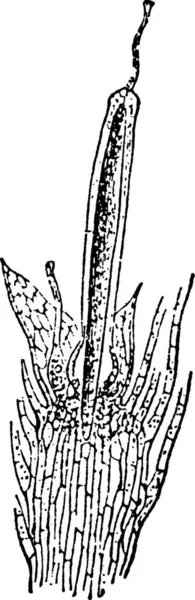Bryophyta Ilustración Vectorial Simple Grabada — Vector de stock