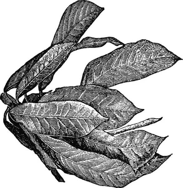 Croton Graverad Enkel Vektor Illustration — Stock vektor