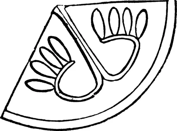 Illustration Vectorielle Simple Gravée Gourd — Image vectorielle
