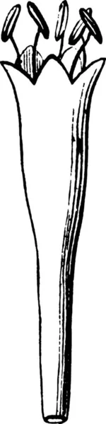 Fleur Illustration Vectorielle Simple Gravée — Image vectorielle