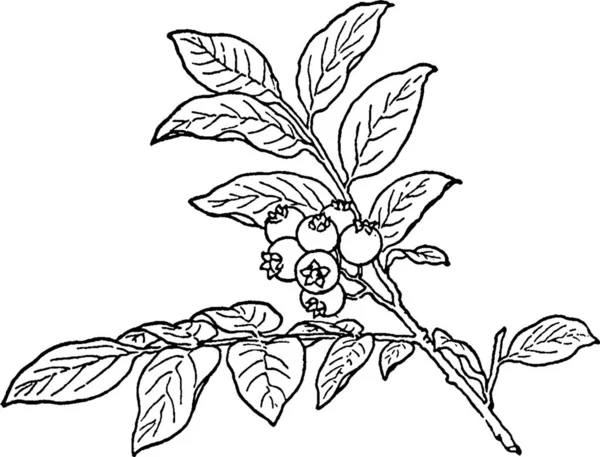 Huckleberry Gegraveerde Eenvoudige Vector Illustratie — Stockvector