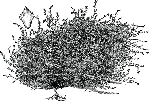 Plantes Australie Vert Grisâtre Illustration Vintage Blanchâtre — Image vectorielle