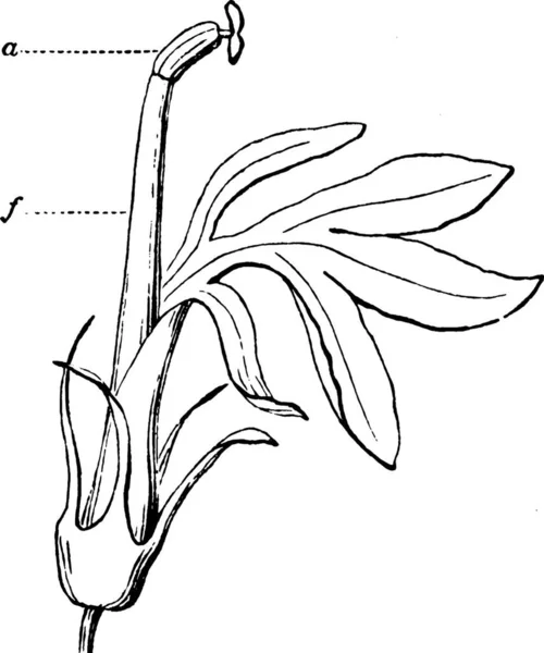 Квітка Вигравірувана Проста Векторні Ілюстрації — стоковий вектор