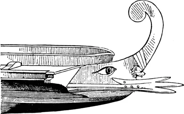 Acrostolium Engraved Simple Vector Illustration — Stock Vector