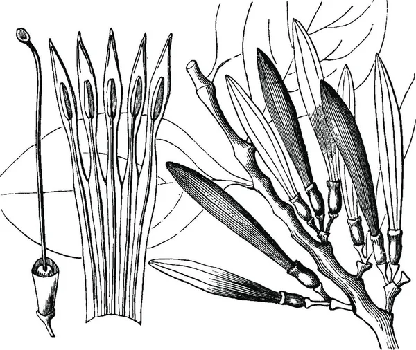 Loranthus 雕刻的简单矢量插图 — 图库矢量图片