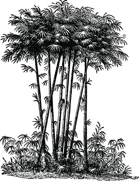 Bambu Graverad Enkel Vektor Illustration — Stock vektor