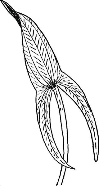 Arrowhead Gravada Ilustração Vetorial Simples — Vetor de Stock