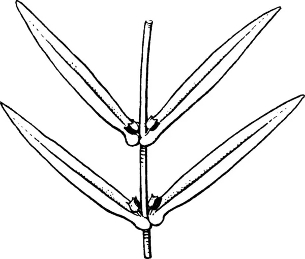 Ammannia Engraved Simple Vector Illustration — Stock Vector