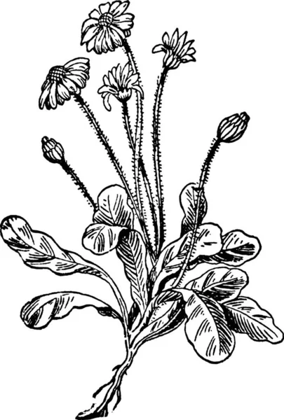 Daisy Illustration Vectorielle Simple Gravée — Image vectorielle