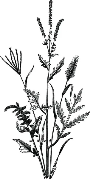 Mauvaises Herbes Illustration Vectorielle Simple Gravée — Image vectorielle