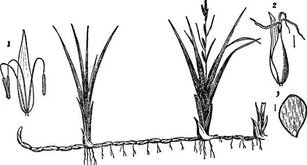 Carex Vintage Line Illustration — Stok Vektör