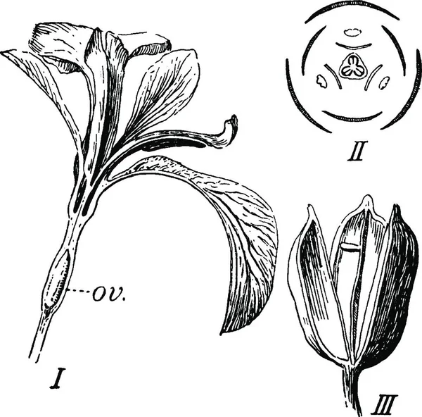 Iris Gegraveerde Eenvoudige Vectorillustratie — Stockvector