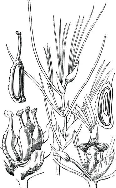 Potamogetonaceae Gravierte Einfache Vektorillustration — Stockvektor