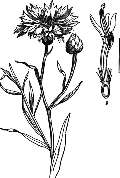 Cornflower 雕刻的简单矢量插图 — 图库矢量图片