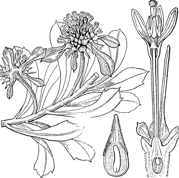 Acicarpha Engraved Simple Vector Illustration — Stock Vector