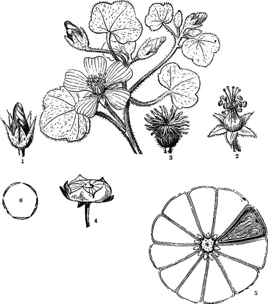 Abutilon Ilustración Vectorial Simple Grabada — Archivo Imágenes Vectoriales
