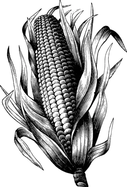 Kukorica Vésett Egyszerű Vektor Illusztráció — Stock Vector