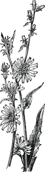 Chicory Χαραγμένη Απλή Διανυσματική Απεικόνιση — Διανυσματικό Αρχείο